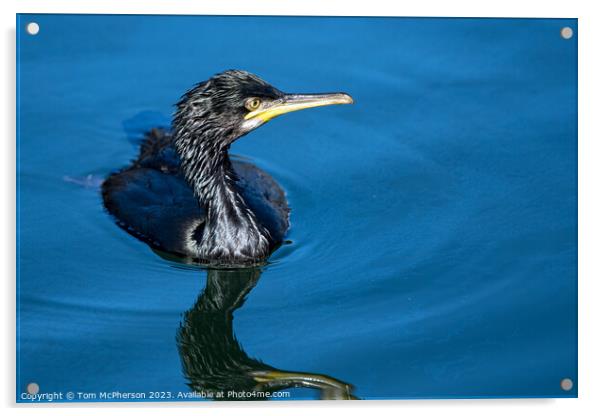 'Reptilian Glory: Cormorant at Burghead Harbour' Acrylic by Tom McPherson