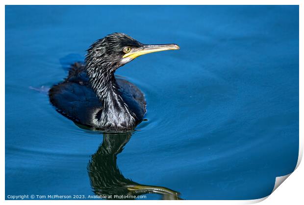 'Reptilian Glory: Cormorant at Burghead Harbour' Print by Tom McPherson