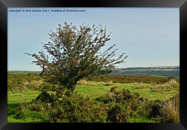 Hawthorn Tree with Berries Gelligaer Common  Framed Print by Nick Jenkins