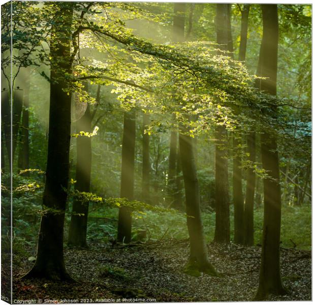 Sunlight in the woods Canvas Print by Simon Johnson