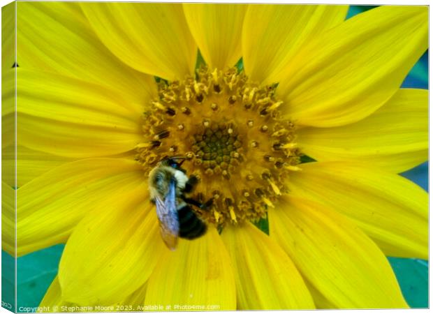 Daisy and Bee Canvas Print by Stephanie Moore