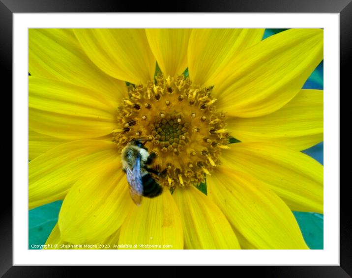 Daisy and Bee Framed Mounted Print by Stephanie Moore