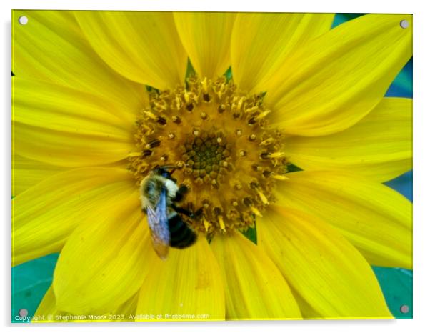 Daisy and Bee Acrylic by Stephanie Moore