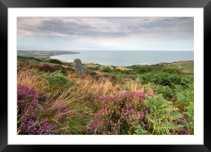 Heather at Ravenscar overlooking Robin Hoods Bay Framed Mounted Print by Martin Williams