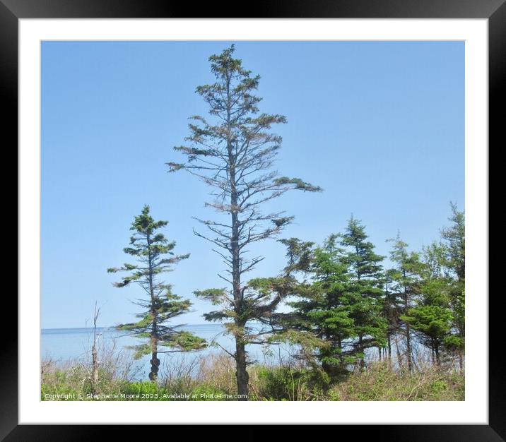 Spindly Trees Framed Mounted Print by Stephanie Moore