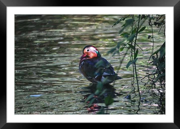 Outdoor  Framed Mounted Print by Infallible Photography