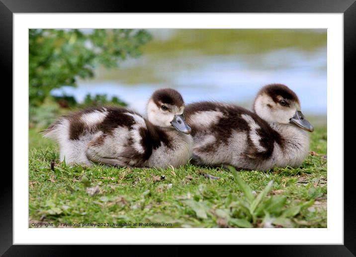 Egyptian Goslings  Framed Mounted Print by Ray Putley