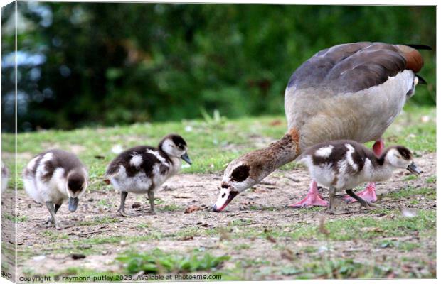 Egyptian Goose and Goslings. Canvas Print by Ray Putley