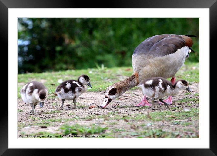 Egyptian Goose and Goslings. Framed Mounted Print by Ray Putley