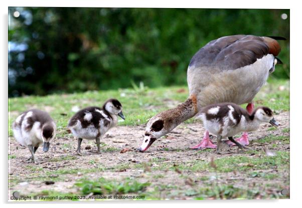 Egyptian Goose and Goslings. Acrylic by Ray Putley