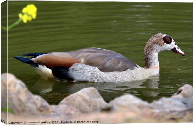 Egyptian Goose Canvas Print by Ray Putley