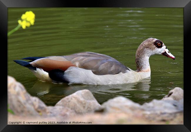 Egyptian Goose Framed Print by Ray Putley