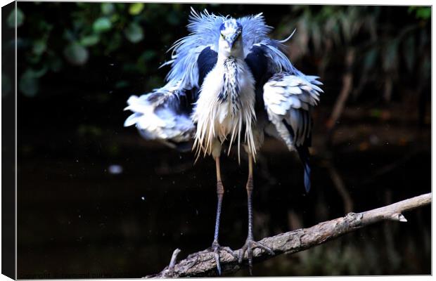 Heron Canvas Print by Ray Putley