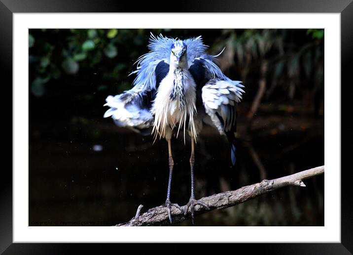 Heron Framed Mounted Print by Ray Putley