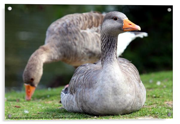 Greylag Geese Acrylic by Ray Putley