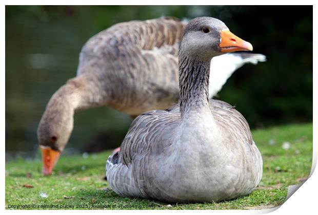 Greylag Geese Print by Ray Putley