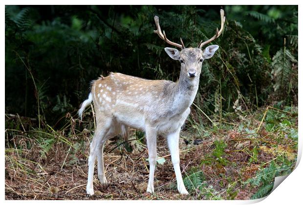 Sika Deer Print by Ray Putley