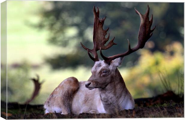 Fallow Deer Stag Canvas Print by Ray Putley