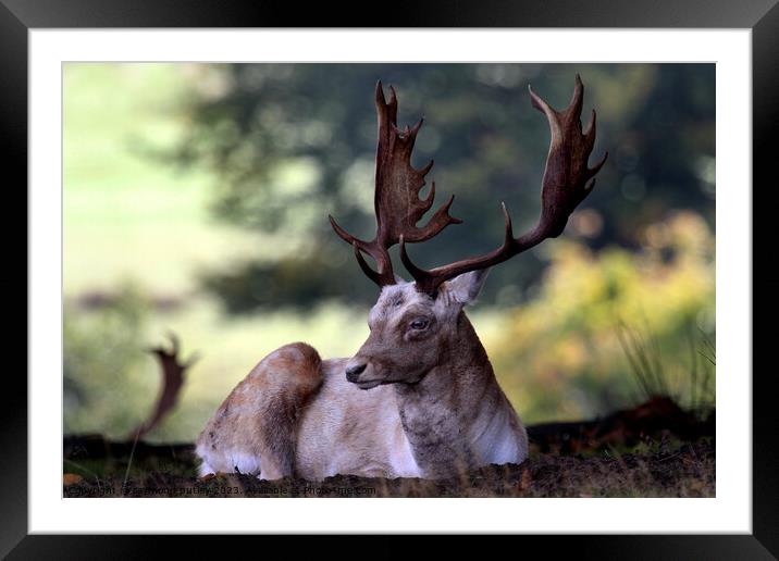 Fallow Deer Stag Framed Mounted Print by Ray Putley