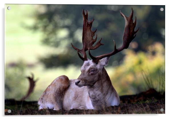 Fallow Deer Stag Acrylic by Ray Putley