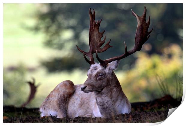 Fallow Deer Stag Print by Ray Putley