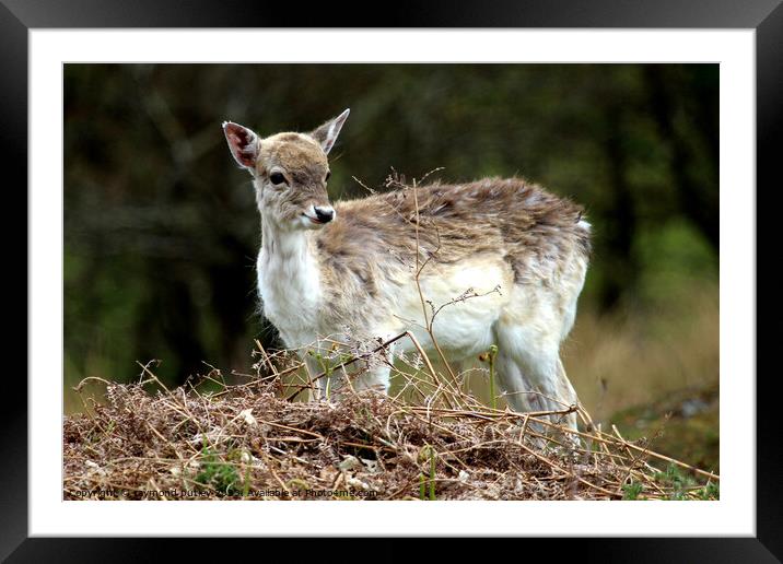 Sika Deer Framed Mounted Print by Ray Putley