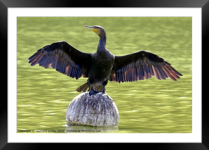 Cormorant Framed Mounted Print by Ray Putley