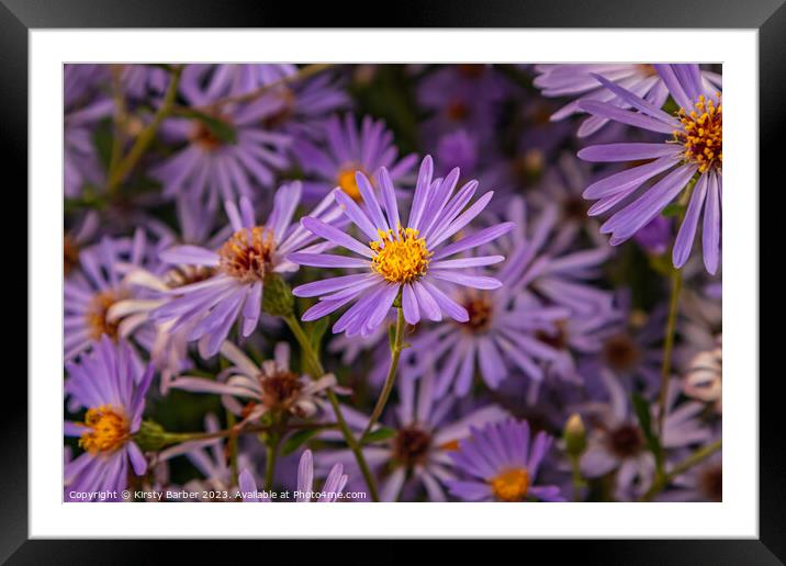 Purple Aster Framed Mounted Print by Kirsty Barber