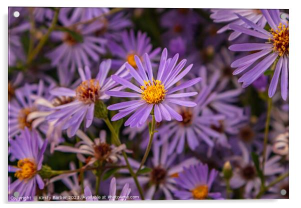 Purple Aster Acrylic by Kirsty Barber