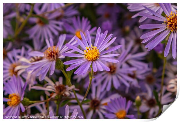 Purple Aster Print by Kirsty Barber
