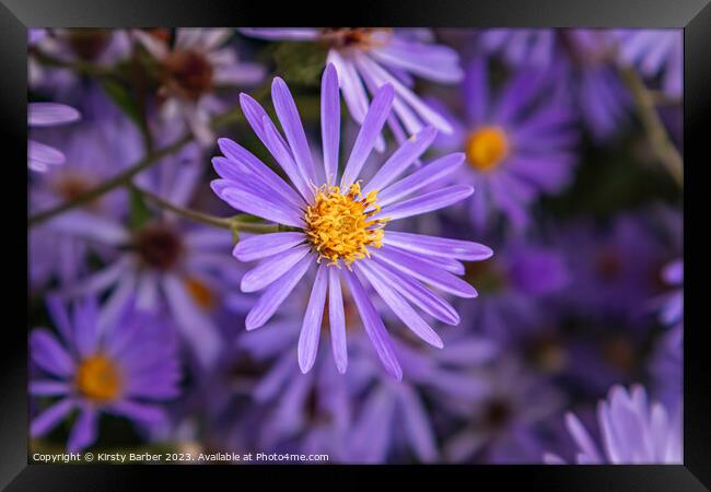Purple Aster Framed Print by Kirsty Barber