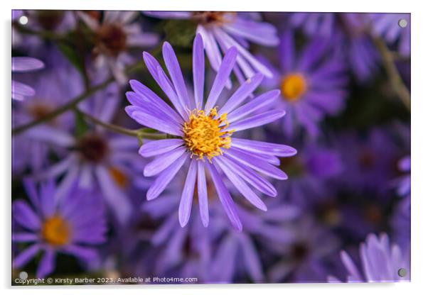 Purple Aster Acrylic by Kirsty Barber