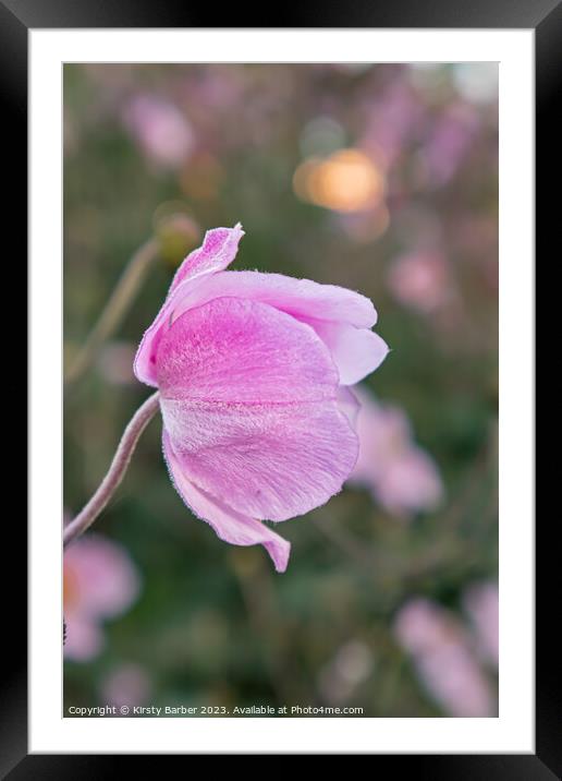 Pink flower Framed Mounted Print by Kirsty Barber