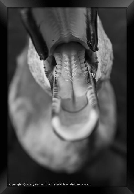 Inside a swans beak Framed Print by Kirsty Barber