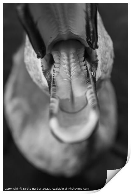 Inside a swans beak Print by Kirsty Barber