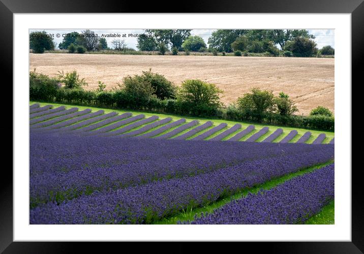 Lavender fields at Snowshill Framed Mounted Print by Cliff Kinch