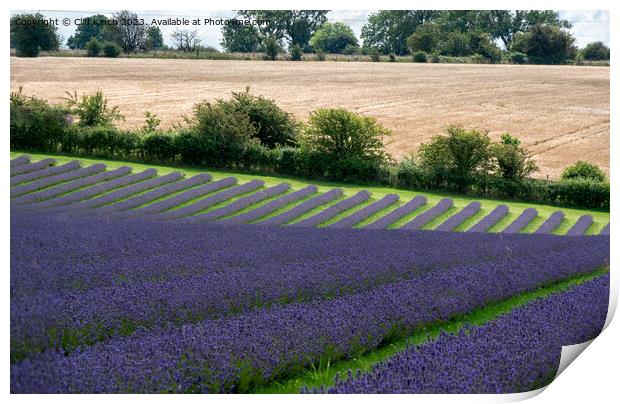 Lavender fields at Snowshill Print by Cliff Kinch