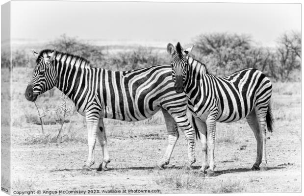 Zebra family Etosha National Park, Namibia Canvas Print by Angus McComiskey