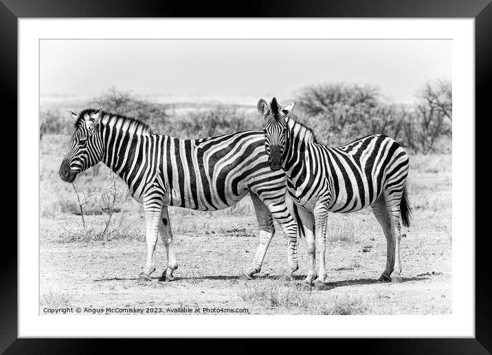Zebra family Etosha National Park, Namibia Framed Mounted Print by Angus McComiskey