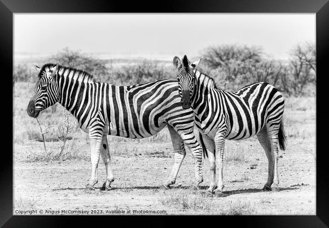 Zebra family Etosha National Park, Namibia Framed Print by Angus McComiskey