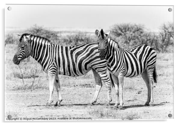 Zebra family Etosha National Park, Namibia Acrylic by Angus McComiskey