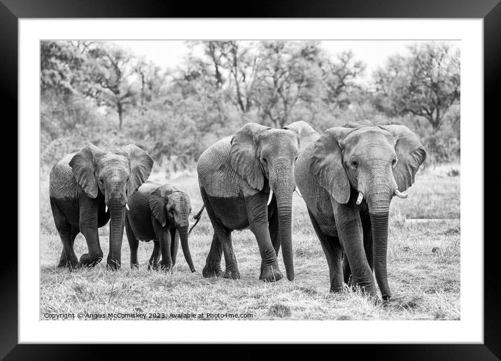 Elephants leaving river in Okavango Delta Botswana Framed Mounted Print by Angus McComiskey