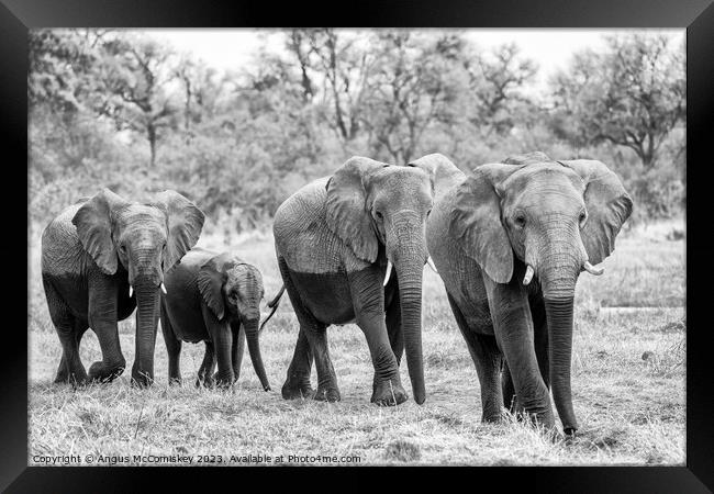 Elephants leaving river in Okavango Delta Botswana Framed Print by Angus McComiskey