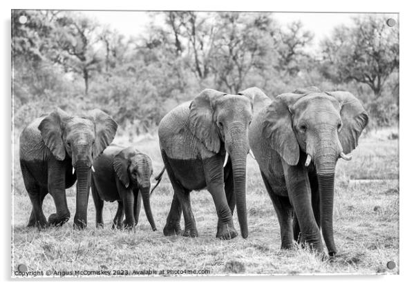 Elephants leaving river in Okavango Delta Botswana Acrylic by Angus McComiskey