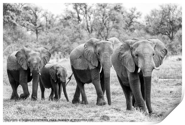 Elephants leaving river in Okavango Delta Botswana Print by Angus McComiskey