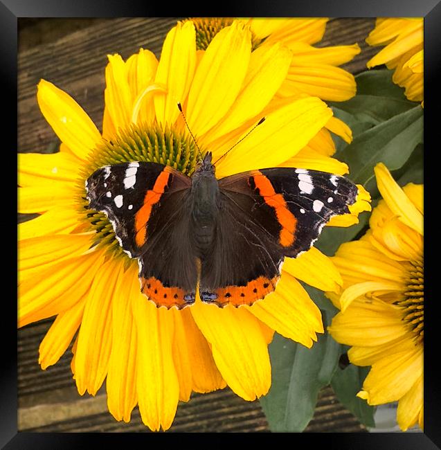 Red Admiral  Butterfly Framed Print by kathy white