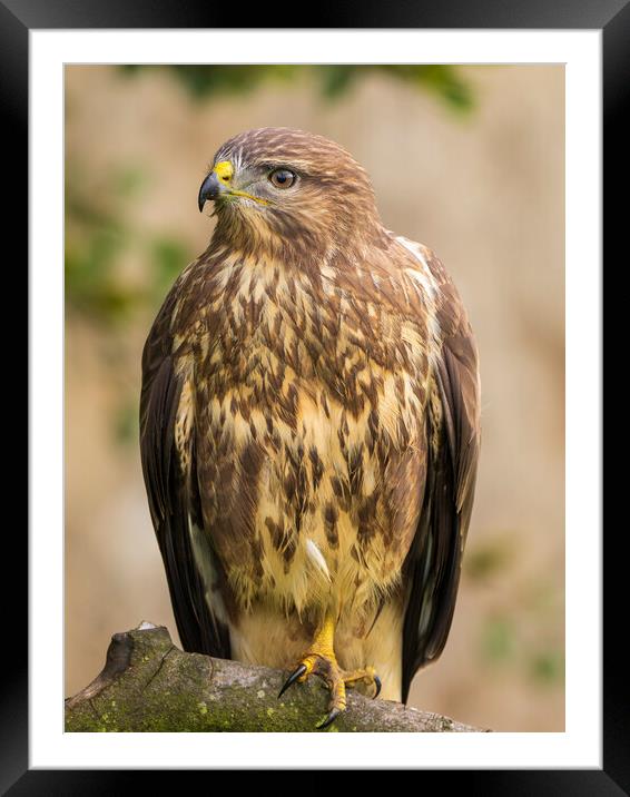 Common Buzzard Portrait. Framed Mounted Print by Tommy Dickson