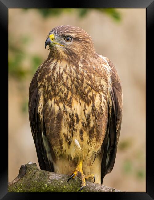 Common Buzzard Portrait. Framed Print by Tommy Dickson