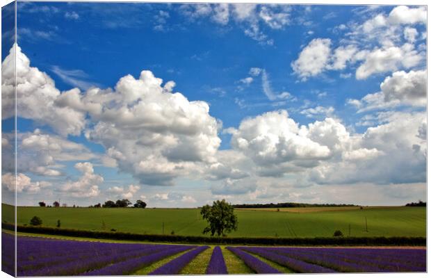 Lavender Bliss in Cotswold's Summer Canvas Print by Andy Evans Photos