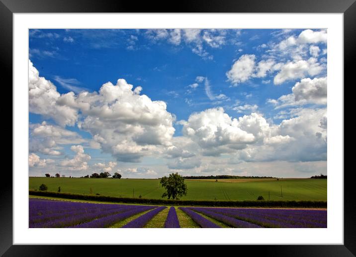 Lavender Bliss in Cotswold's Summer Framed Mounted Print by Andy Evans Photos